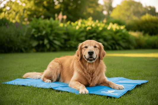 How to Keep Your Dog Cool in Summer: Tips, Gear & Warning Signs - Bark & Whiskers Club