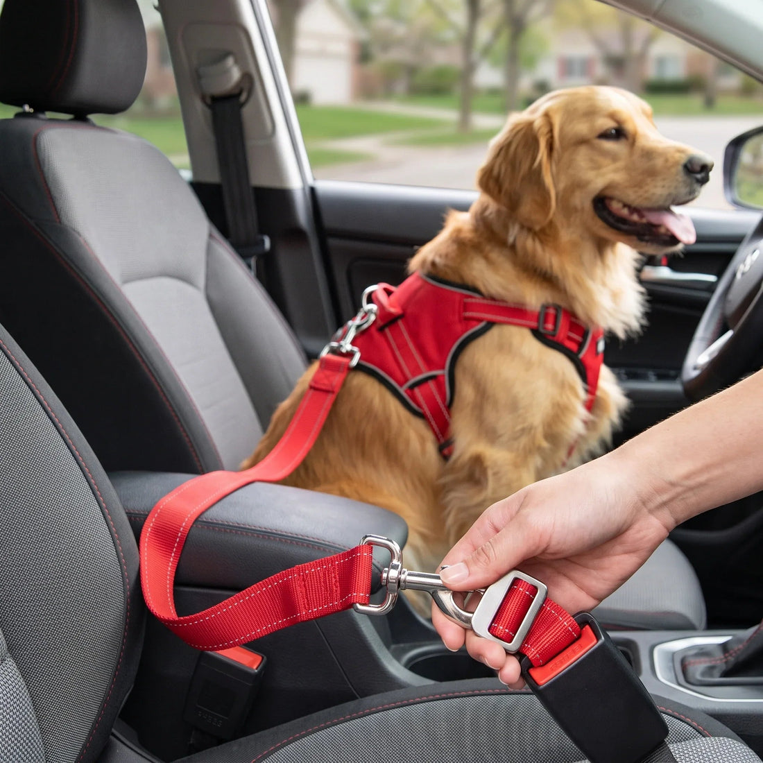 The Ultimate Guide to Traveling with Your Dog: Gear, Tips & What to Pack - Bark & Whiskers Club